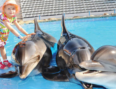 Spectacle de dauphins à Hurghada