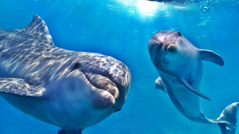 Maison des dauphins depuis Hurghada