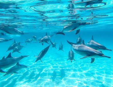 Visite à Sataya Dolphin House au départ de Marsa Alam